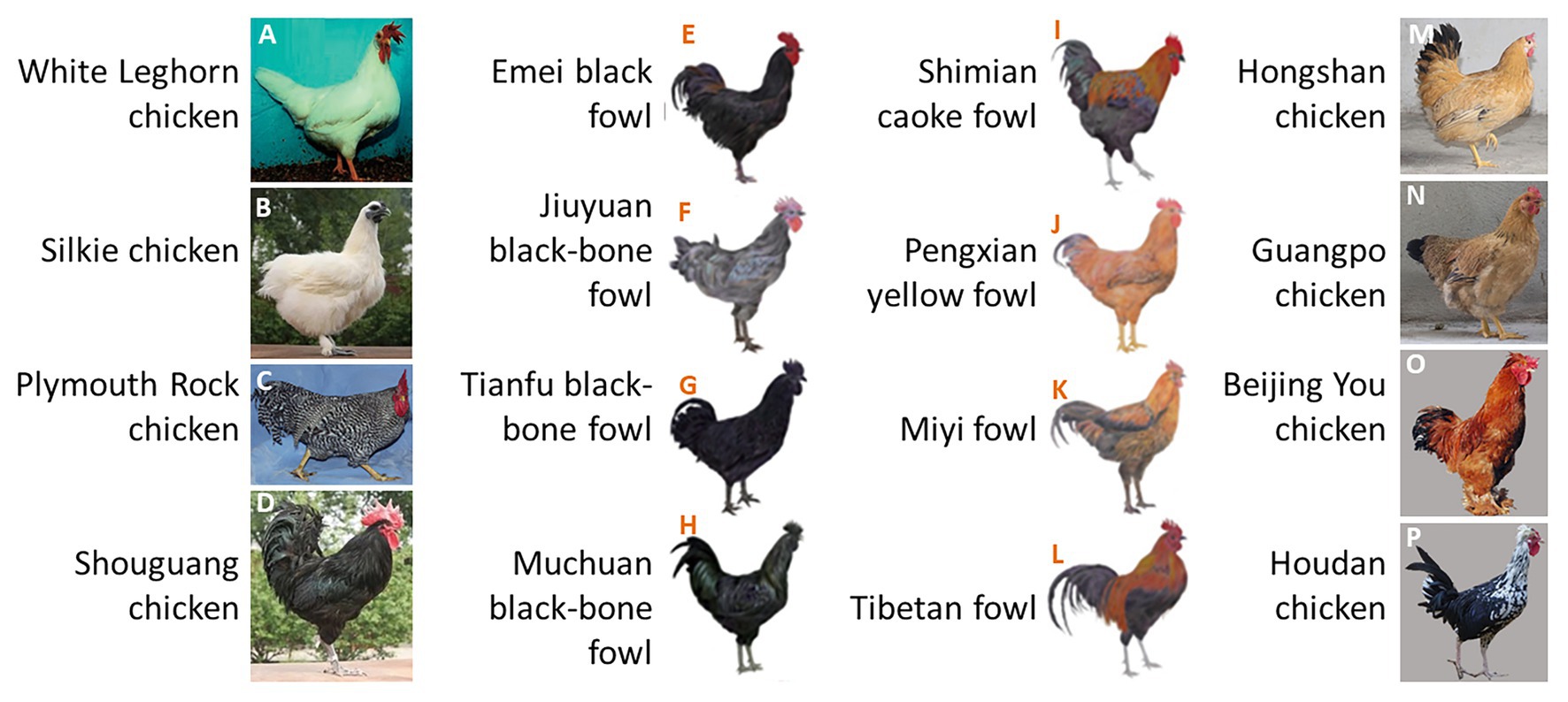 Genetic Variations And Color Pigmentation