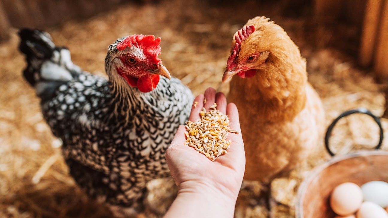 Getting Started With Chicken Husbandry