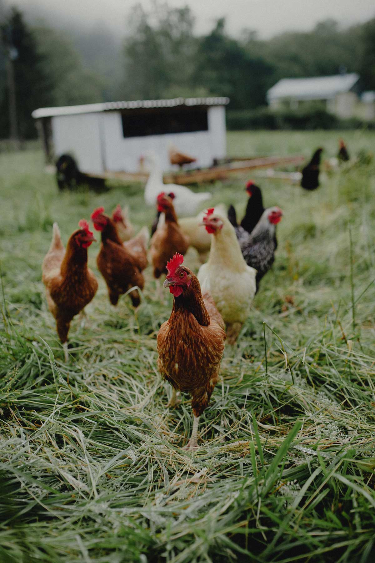 Growing And Harvesting The Feed