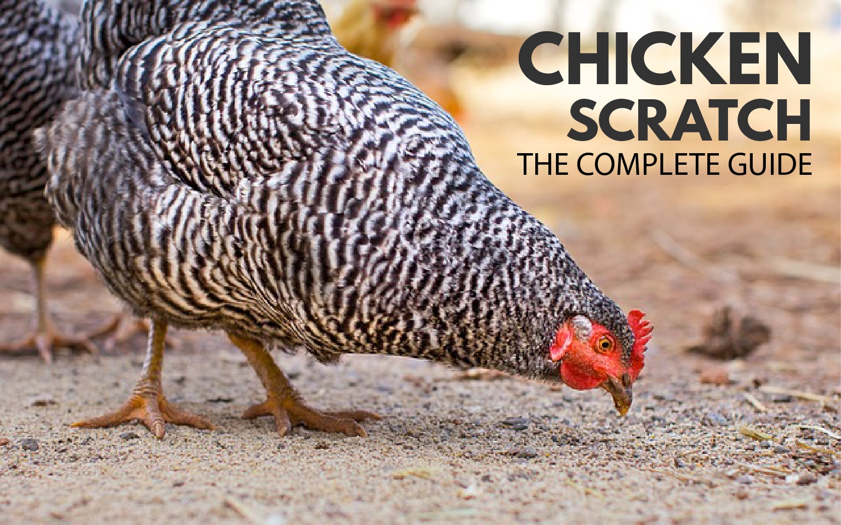 Guidelines For Feeding Table Scraps To Chickens