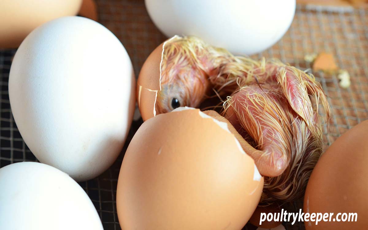 Hatching A Chicken Without A Shell