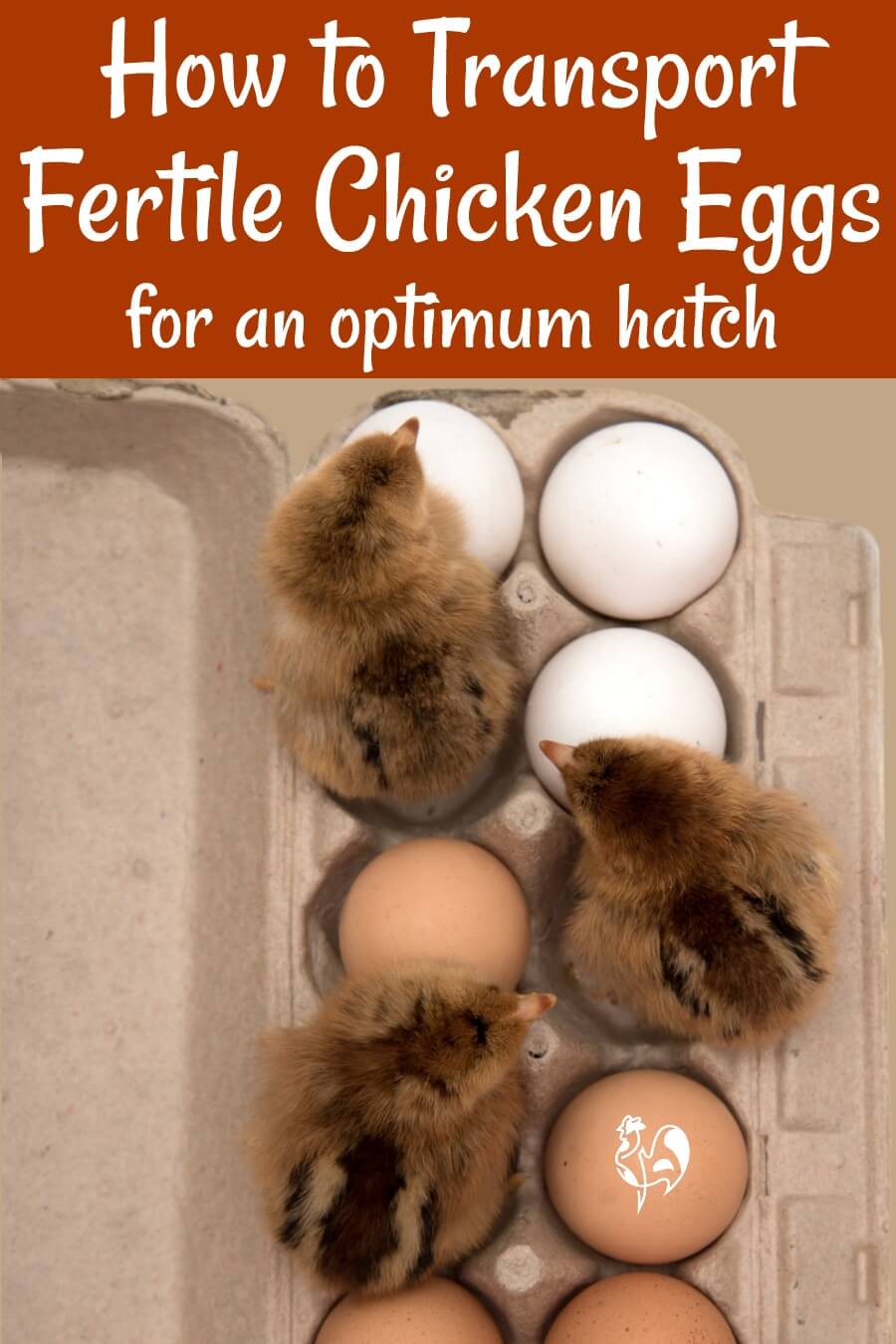 Hatching Time For Store-Bought Chicken Eggs