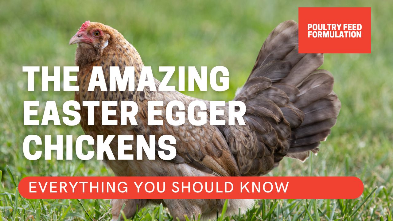 Health And Care Of Easter Egg Chicken Breeds