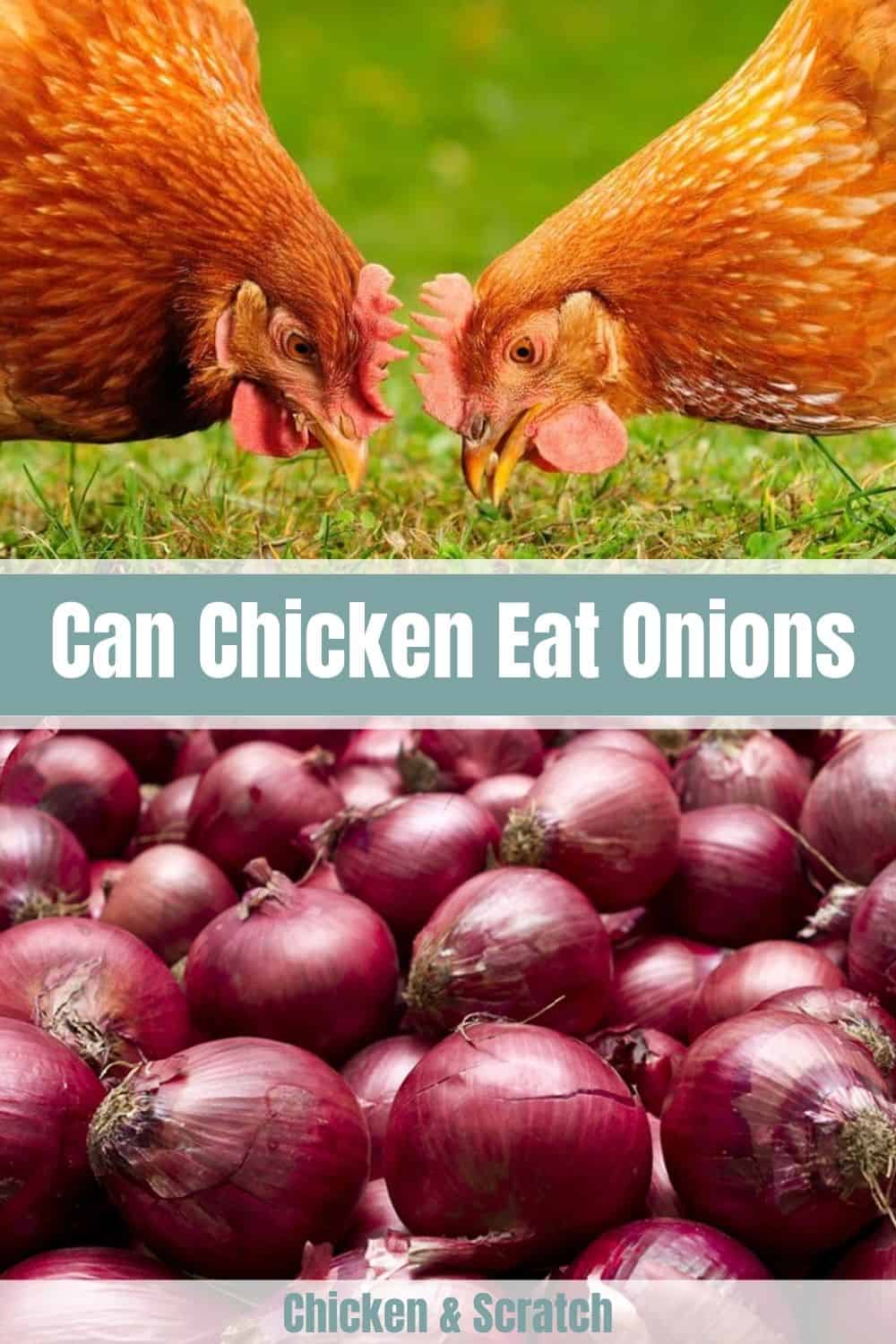 Health Benefits Of Onions For Chickens