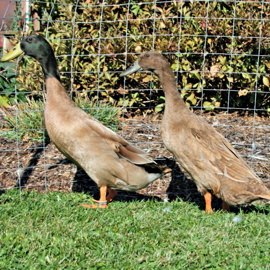 Health Care For Khaki Campbell Ducks