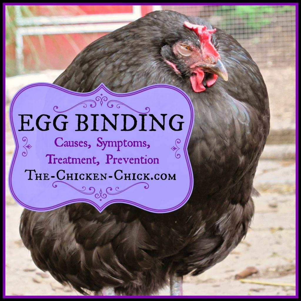 Health Issues In Purple Egg Layers