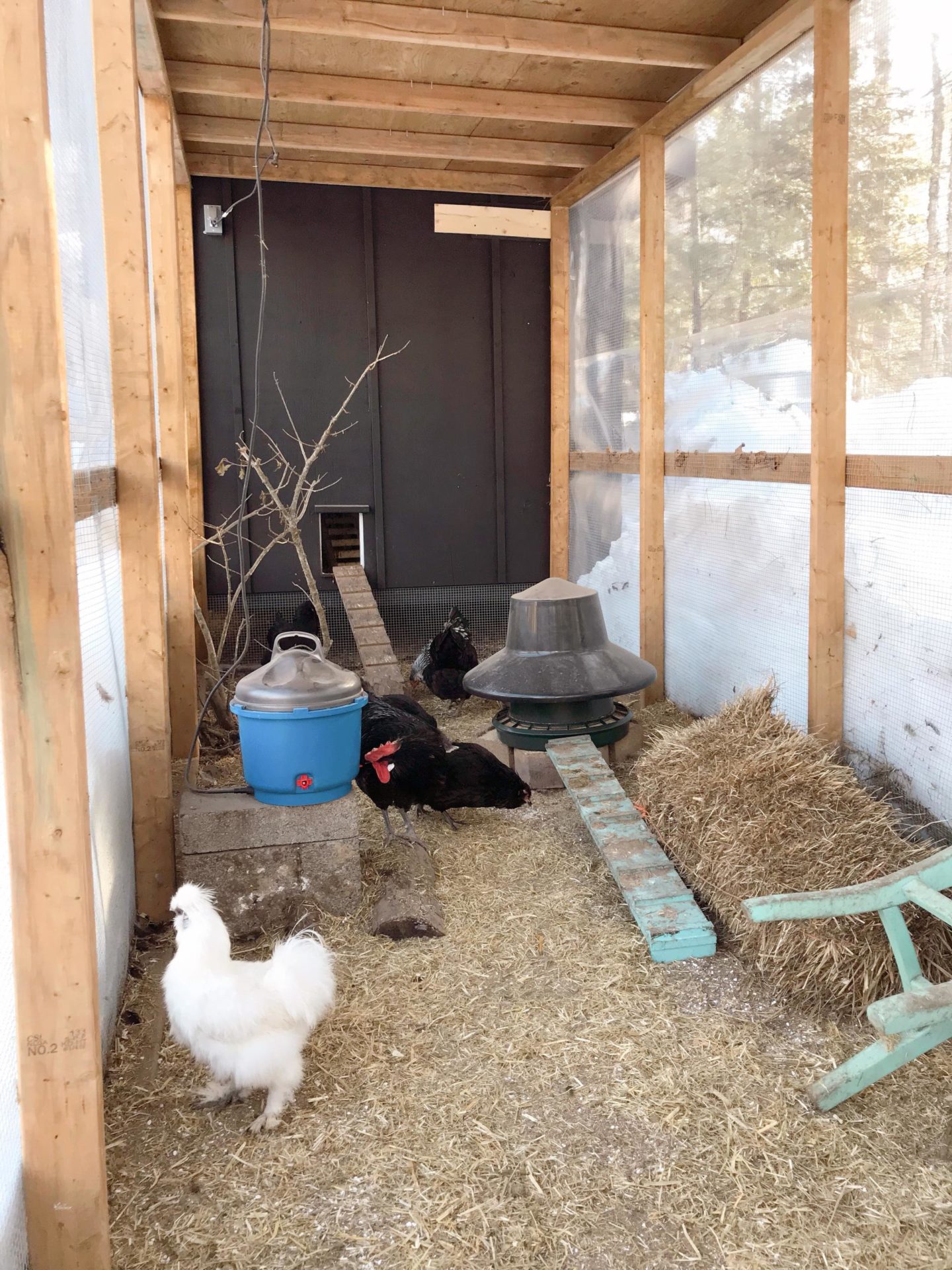 Heating A Cold Weather Chicken Coop