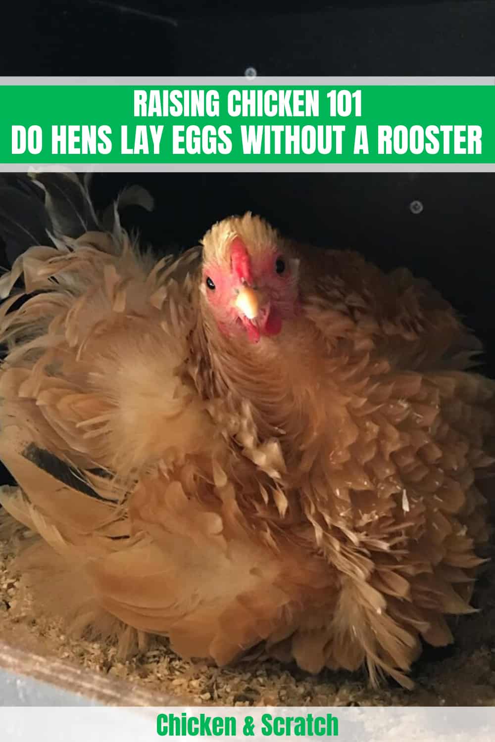 Hen Laying Eggs Without Rooster