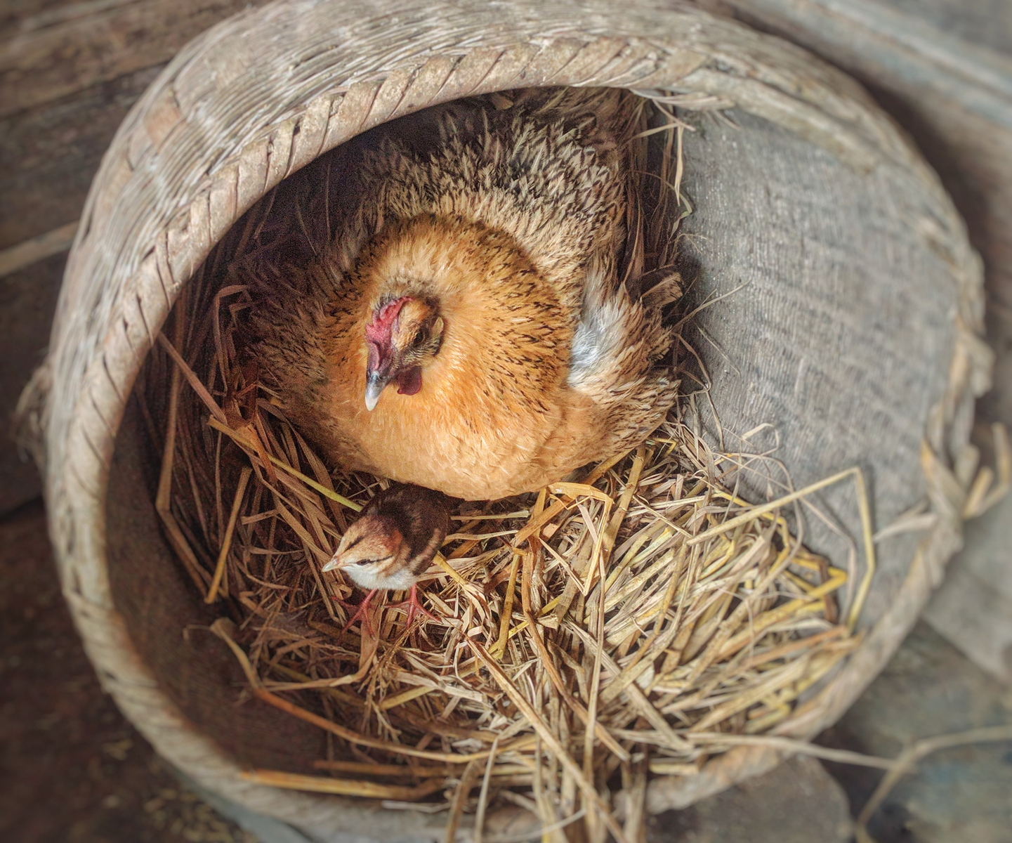 Hen'S Nest Basics
