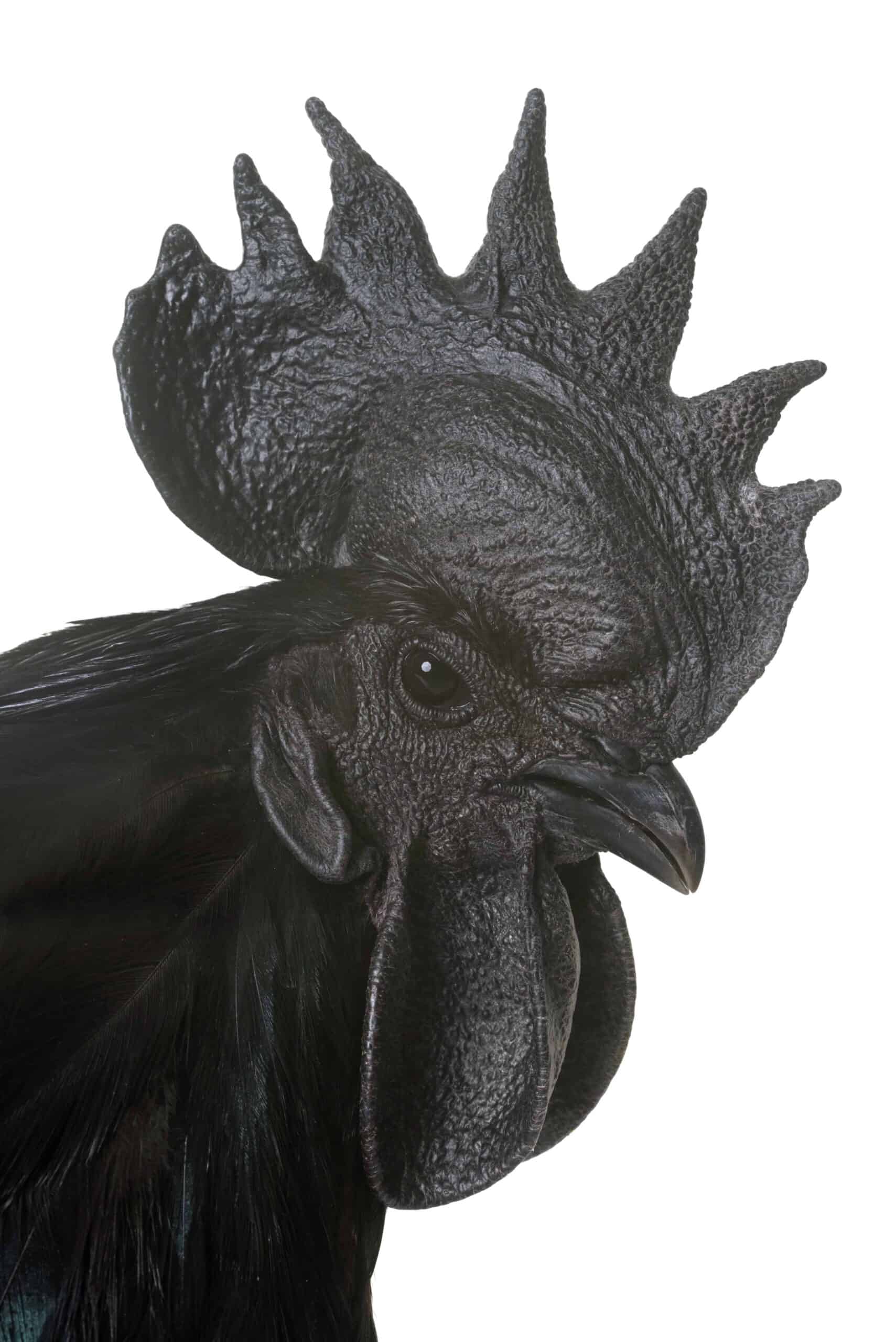 Discover the Benefits of Keeping Black Chicken for Their Unique Black ...