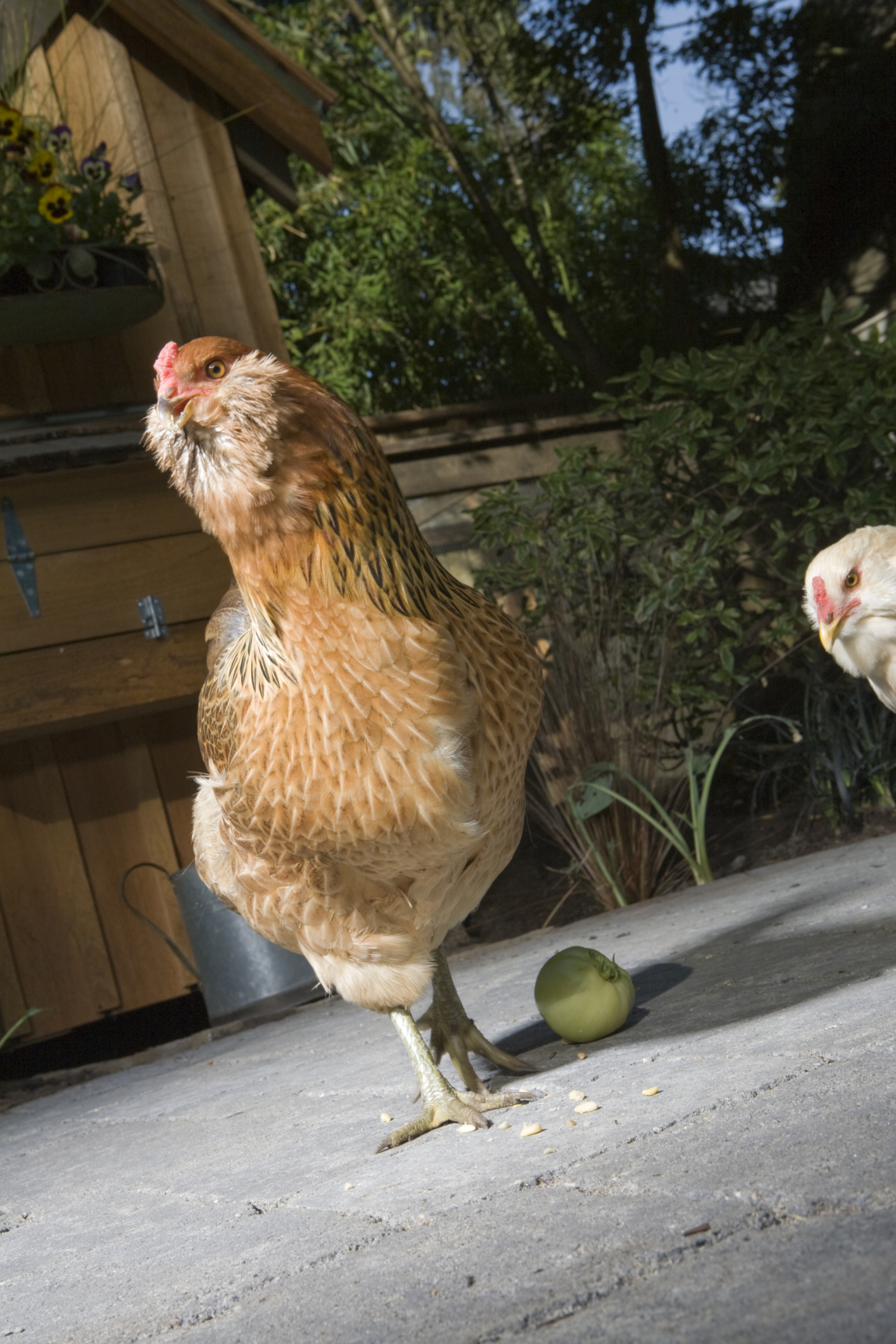 History Of Easter Egg Chicken Breeds