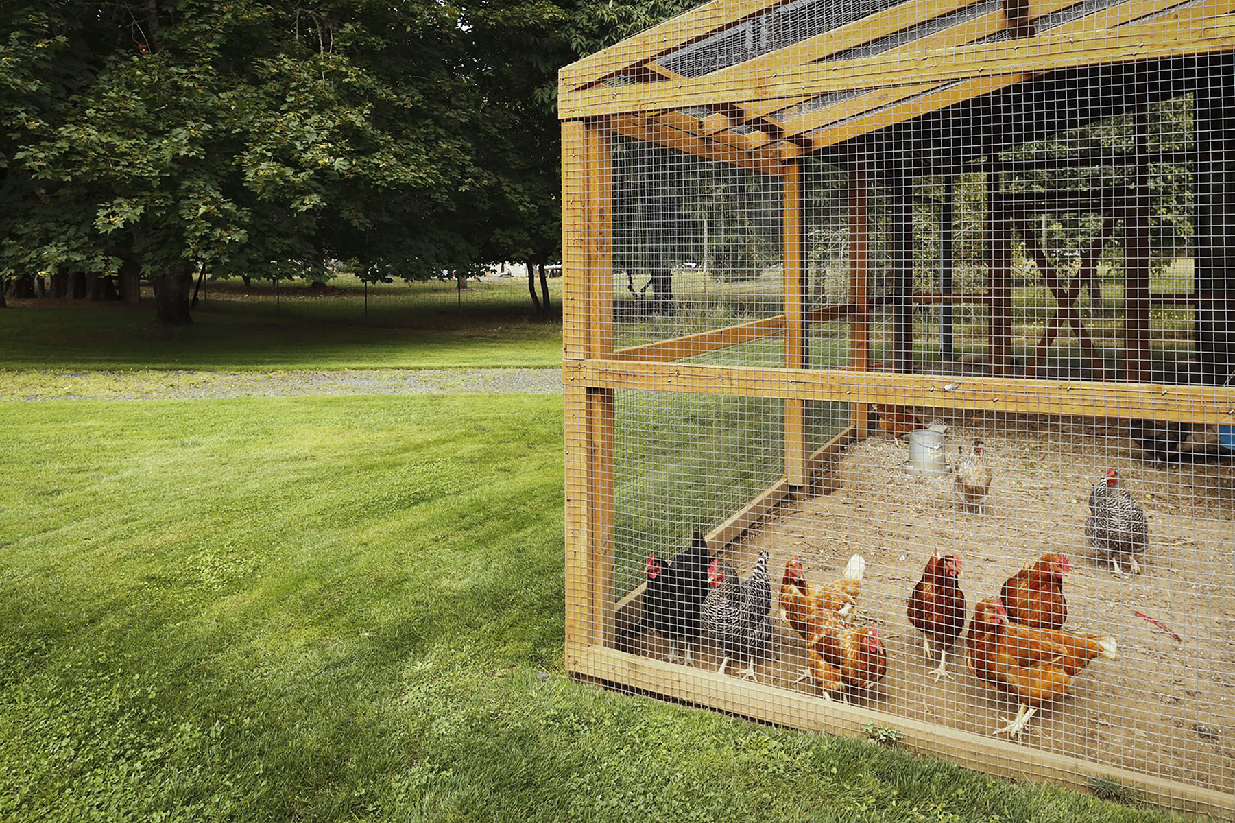 Housing And Enclosures For Old Chickens