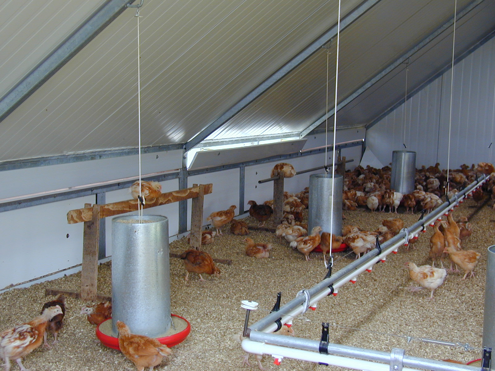 Housing For Chickens