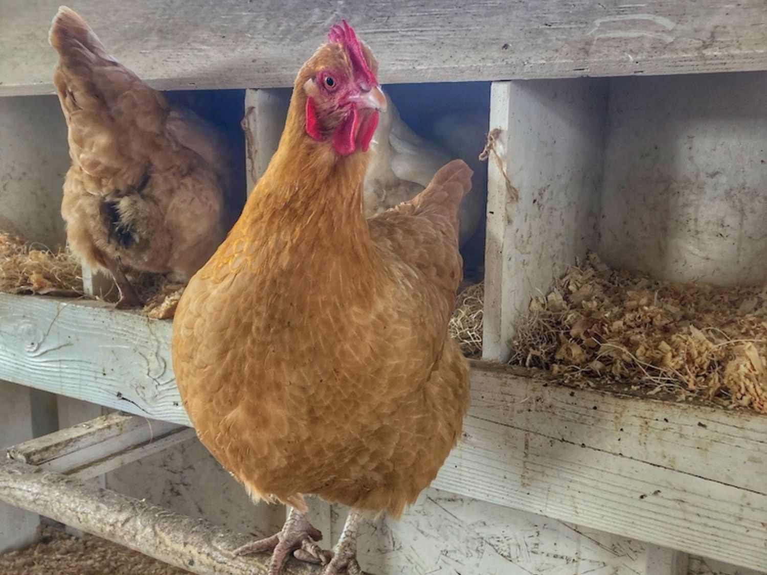 How Big Should Chicken Nesting Boxes Be?