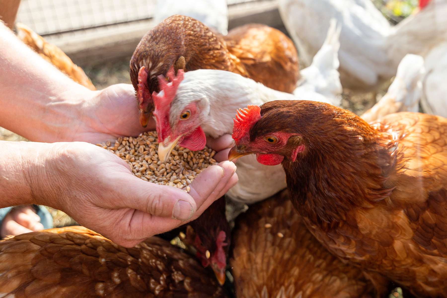 How Chicken Husbandry Can Help Reduce “Chicken Eat Chicken”