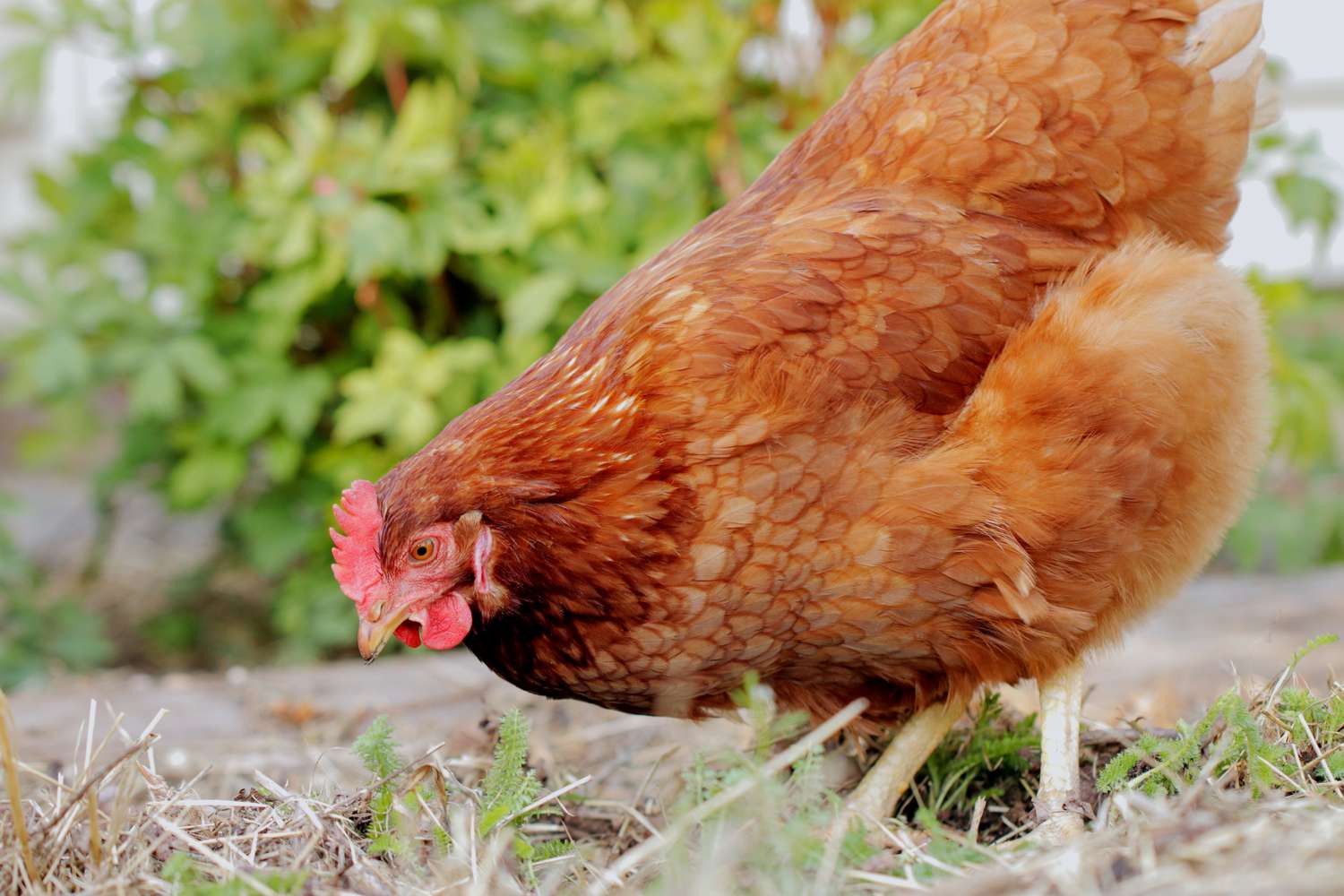 How Do Hens Lay Eggs Without Roosters?