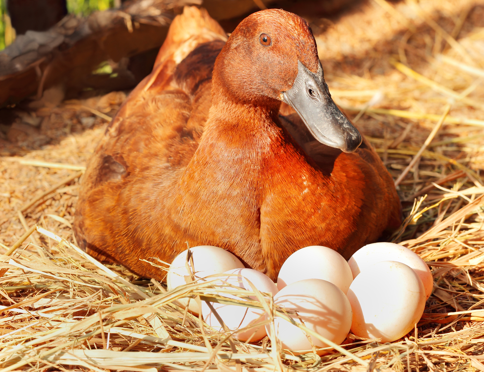 How Long Till Ducks Lay Eggs?