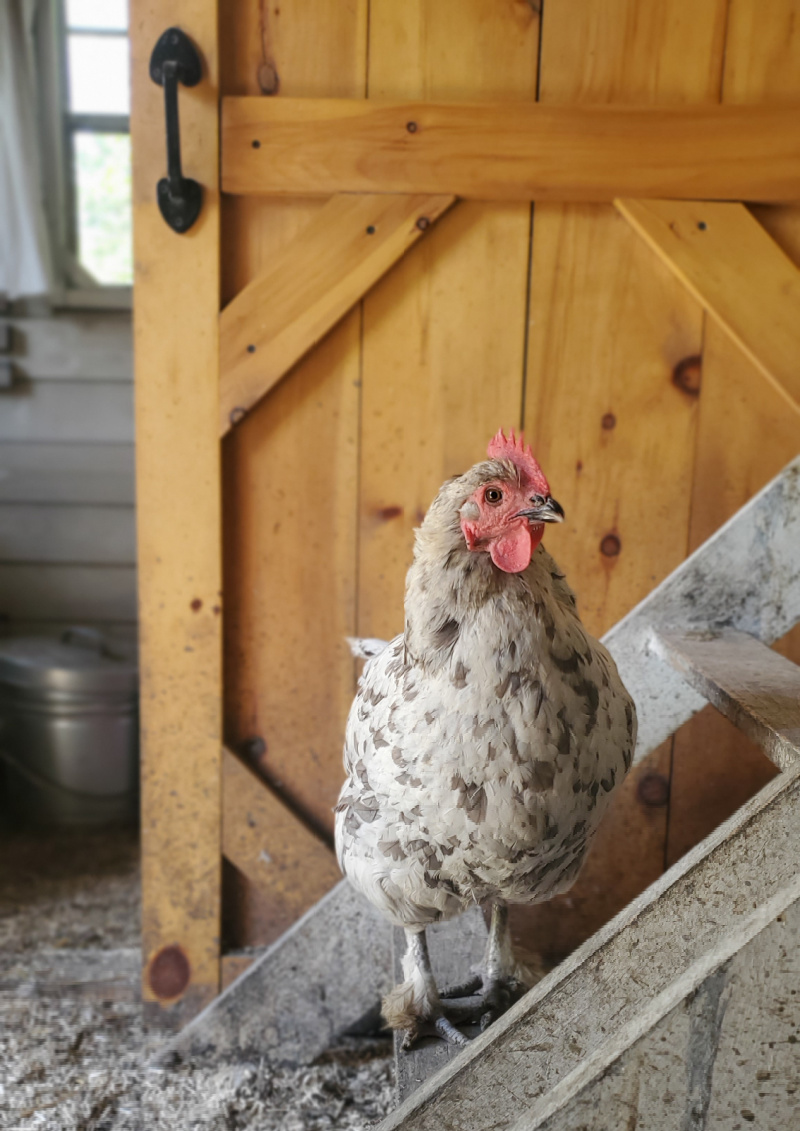 How Long To Keep Chickens In Coop Before Free Range