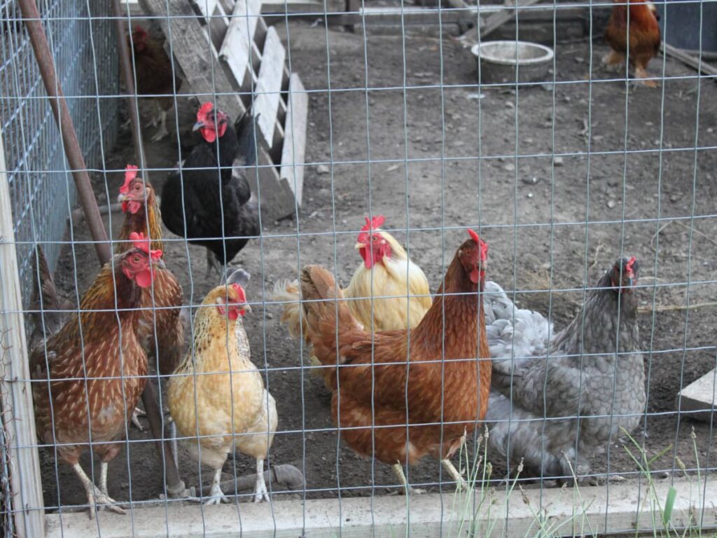 How Long To Leave Chickens In New Coop Expert Tips On Chicken 