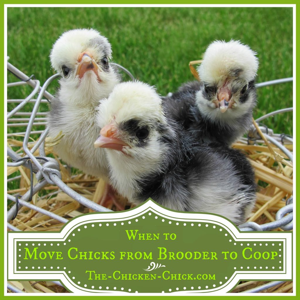 How Long To Leave Chickens In New Coop Expert Tips On Chicken 