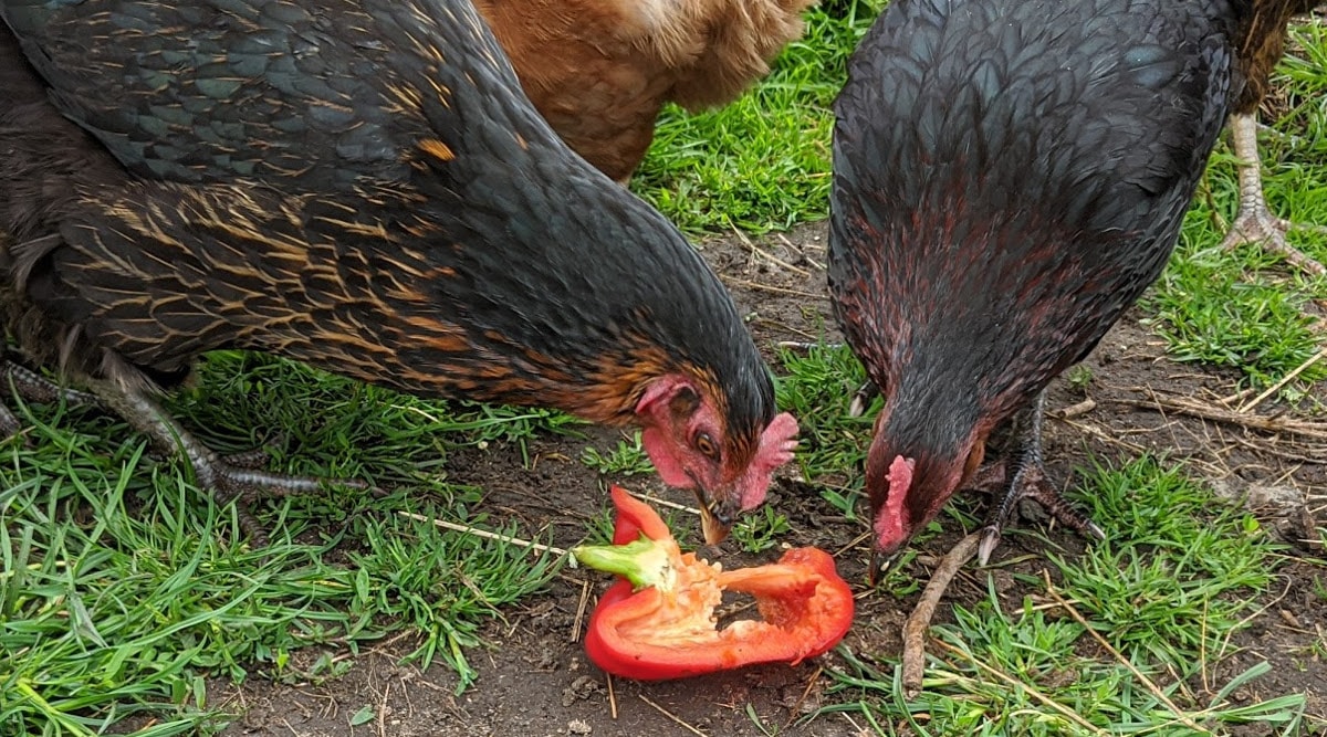 How Much Carrots Can Chickens Eat?