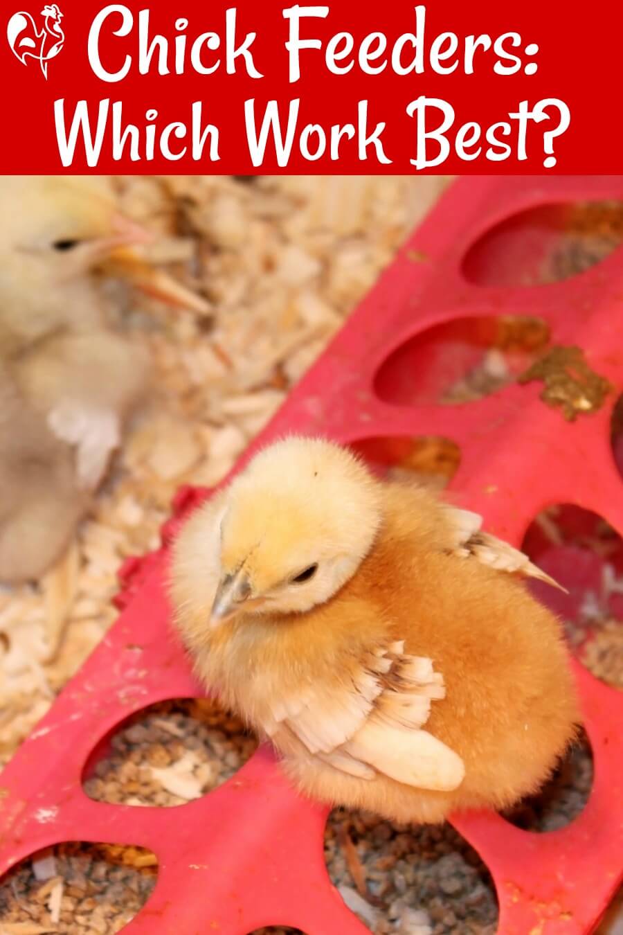 How Much To Feed Baby Chicks