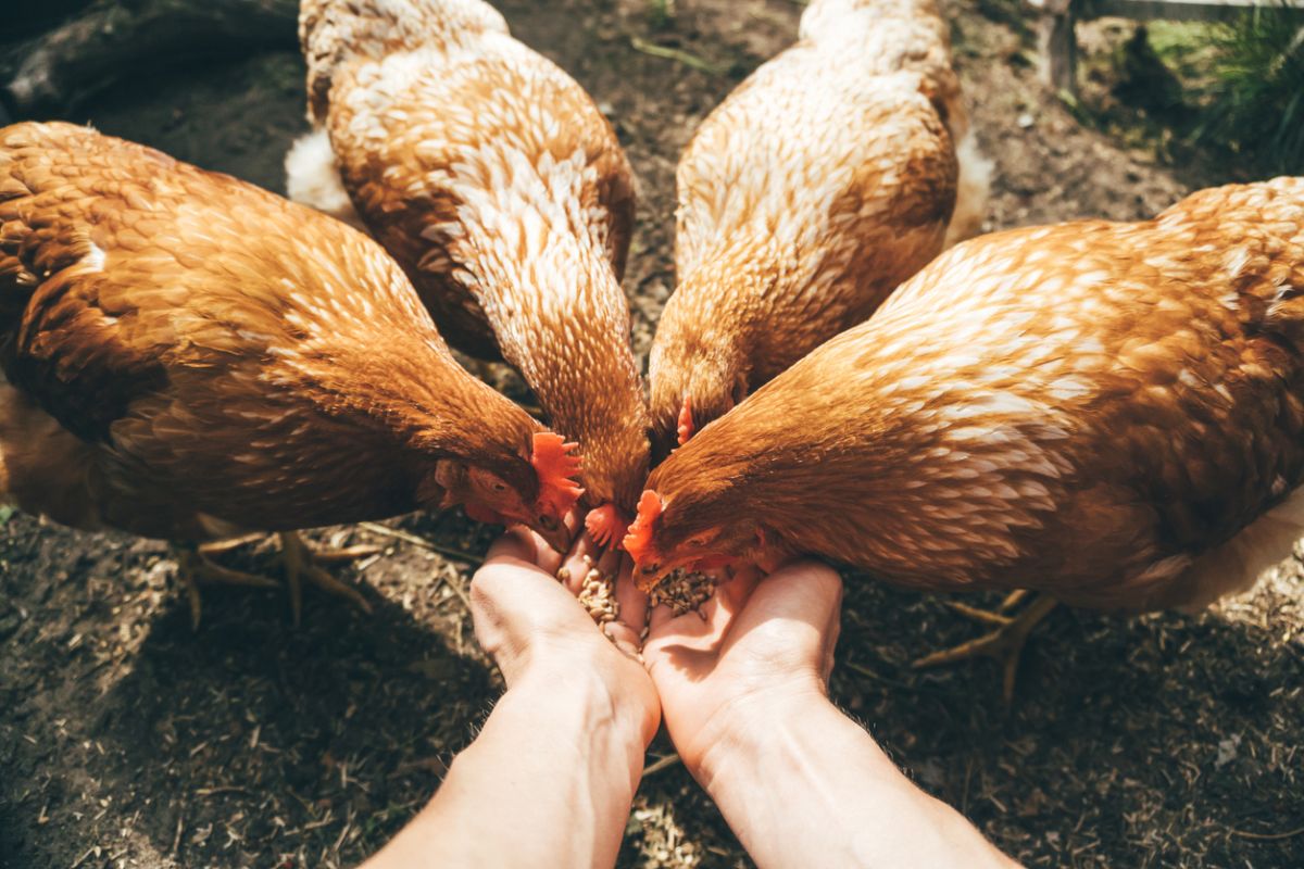 How Often Can Chickens Eat Carrots?