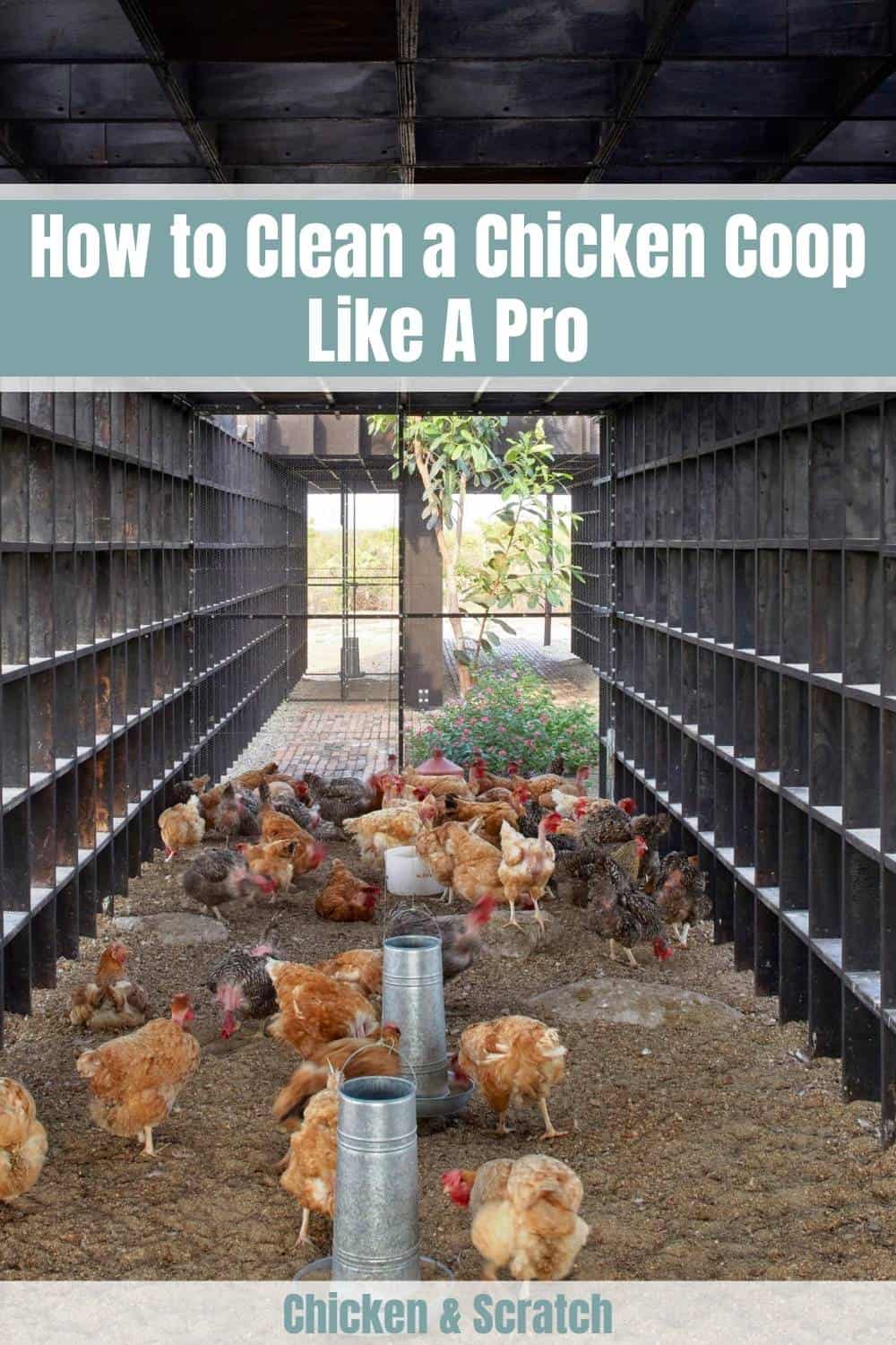 How Often Should You Clean Your Chicken Coop?