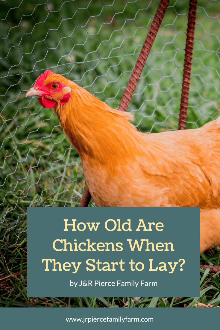 How Old Are Chickens When They Start Laying?