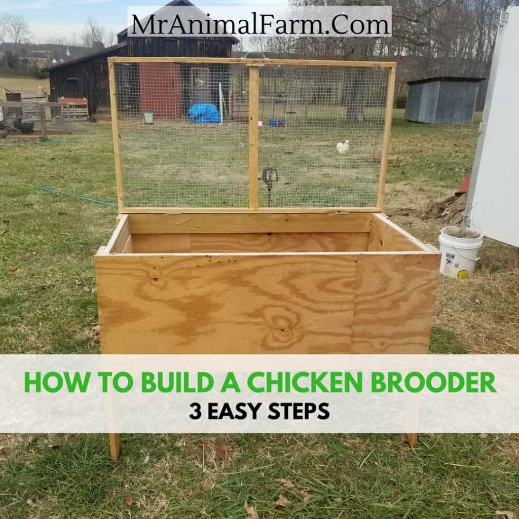 How To Build A Brooder For Baby Chicks