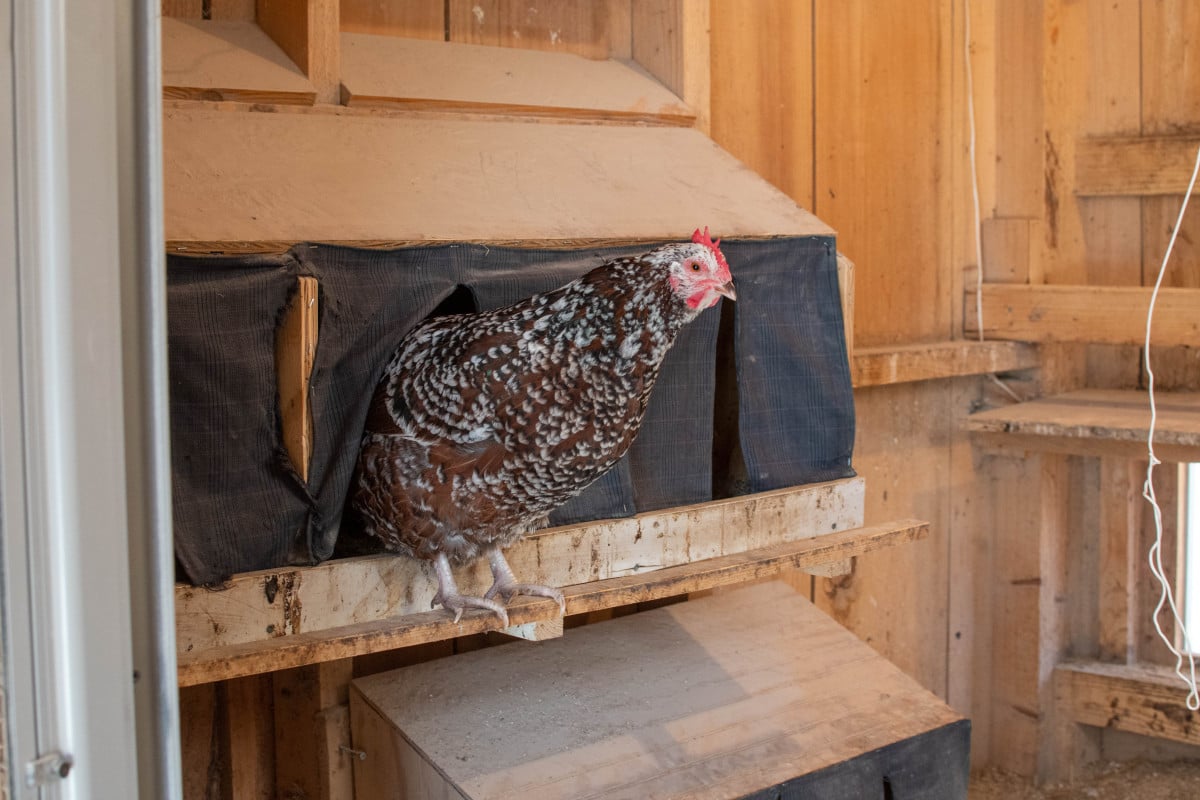 How To Build Nesting Boxes For Chicken Coops