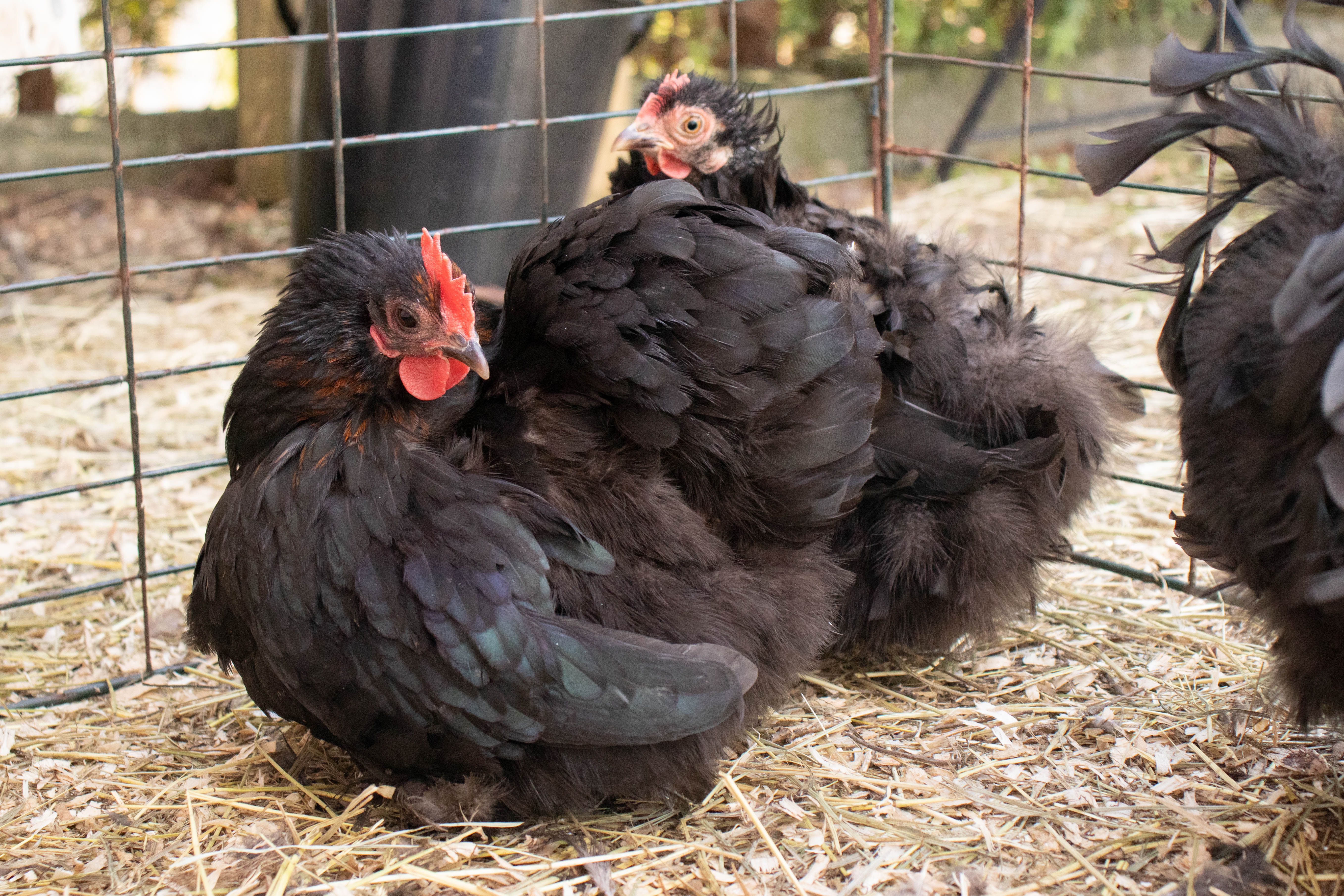 How To Care For A Black Chicken