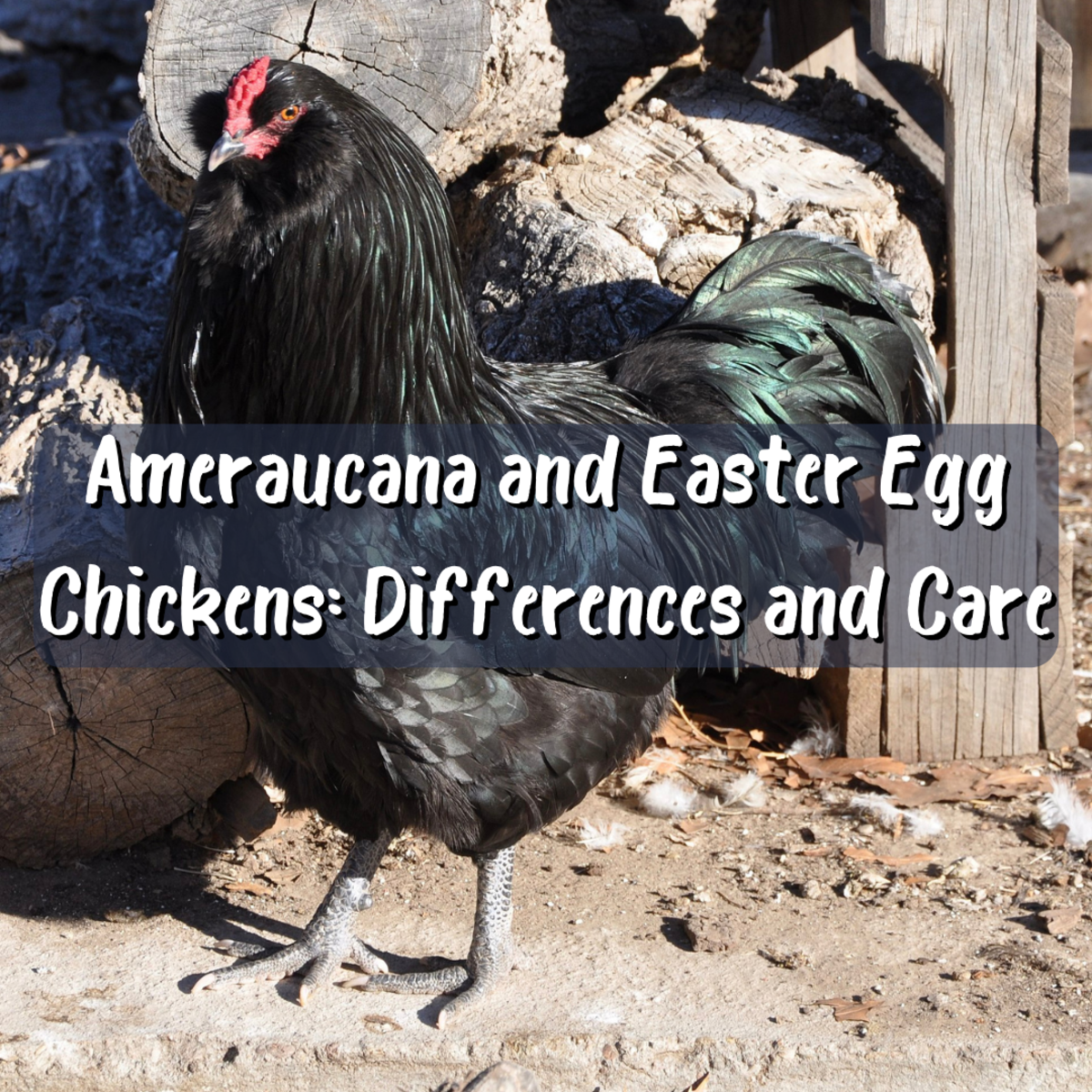 How To Care For Ameraucana Chickens