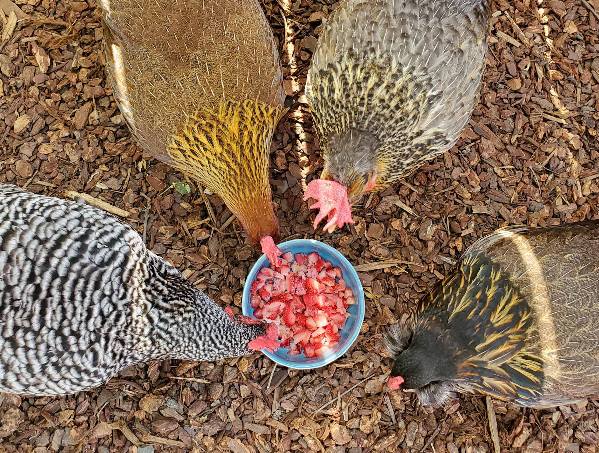 How To Cool A Chicken Coop