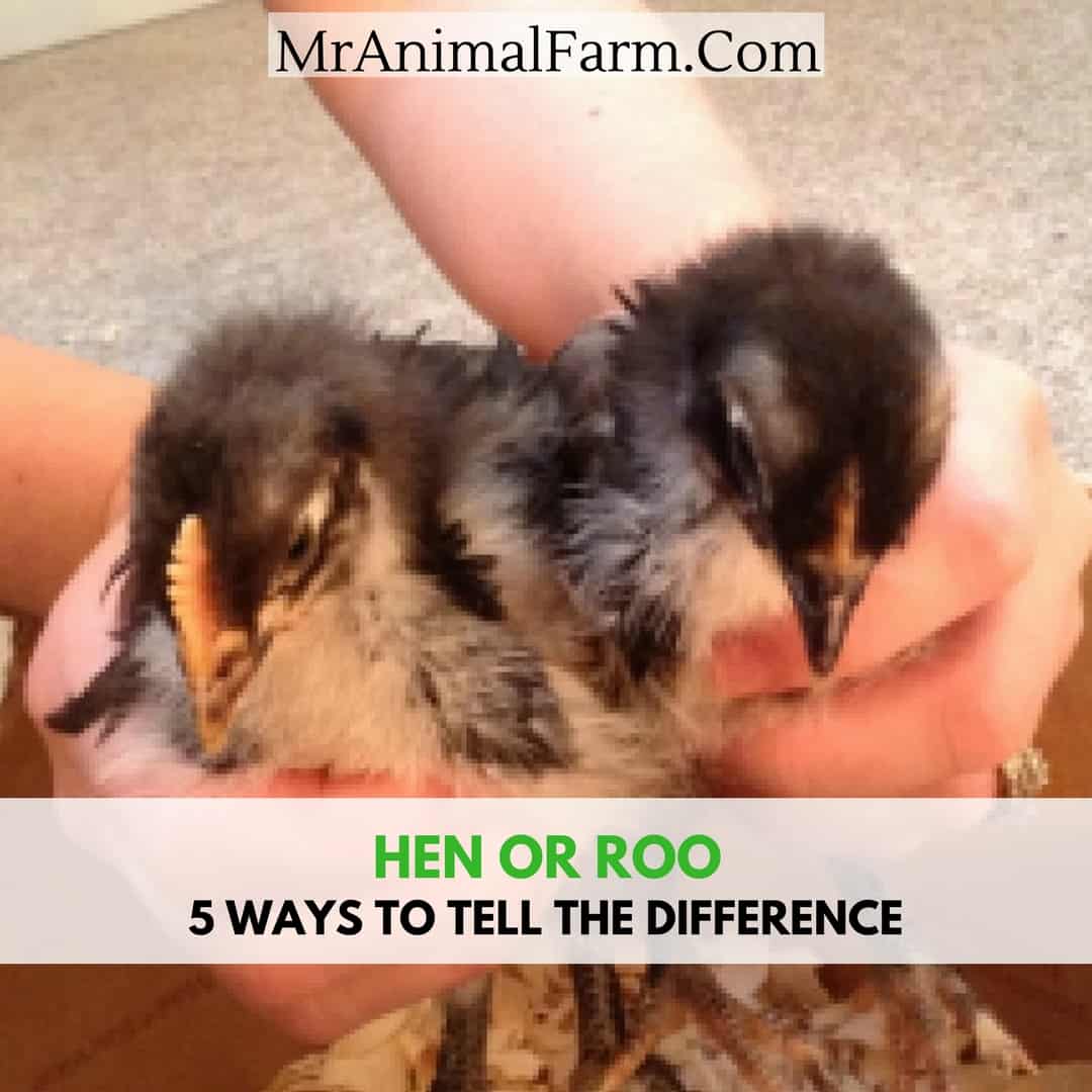 How To Determine The Gender Of A Chicken