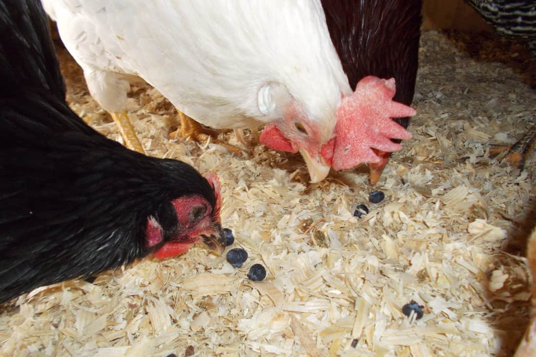 How To Feed Blueberries To Chickens