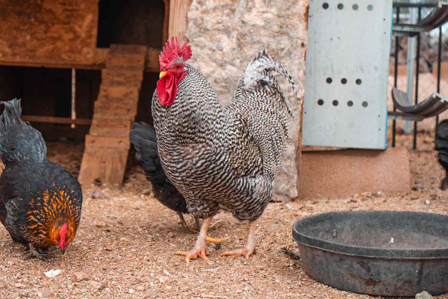 How To Feed Bread To Chickens