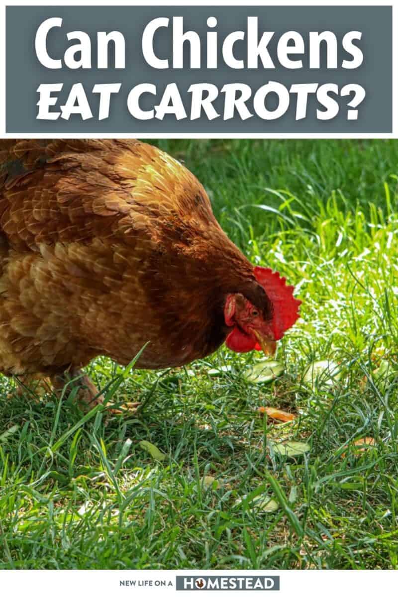 How To Feed Carrots To Chickens