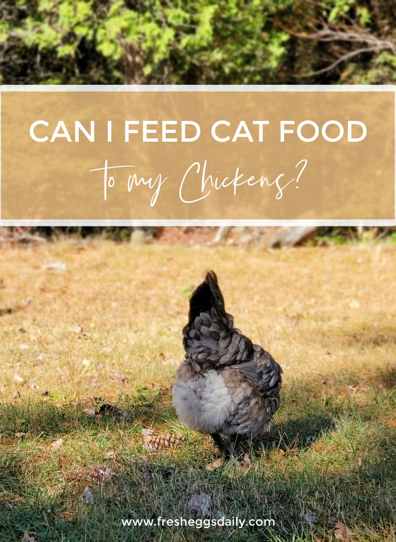 How To Feed Chickens Cat Food