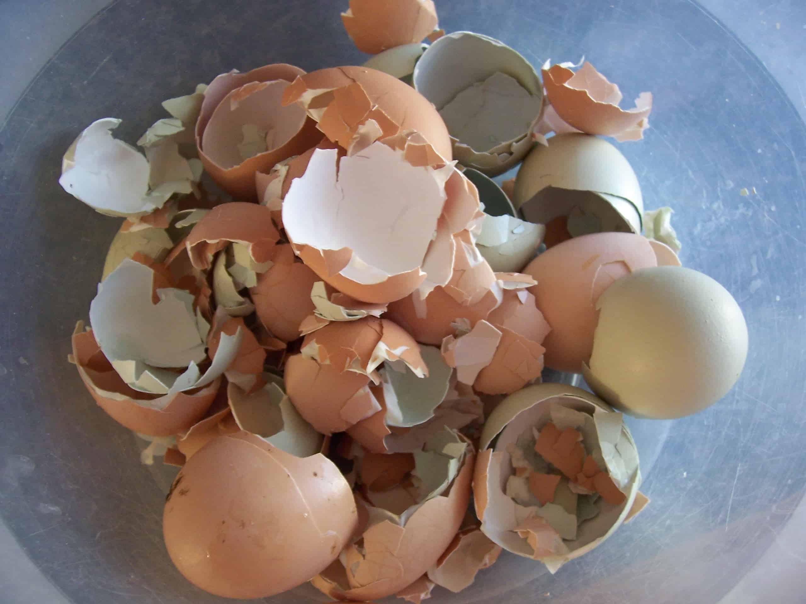 How To Feed Eggshells To Chickens