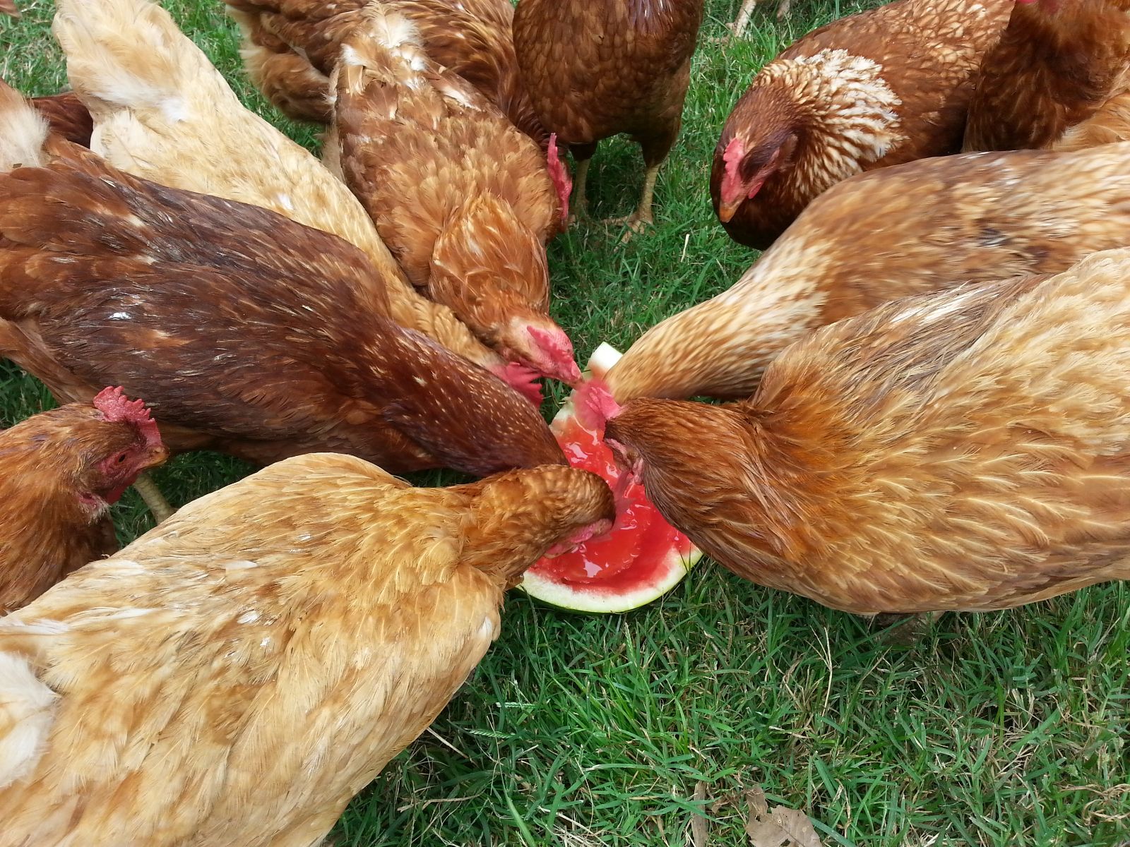 How To Feed Watermelon To Chickens