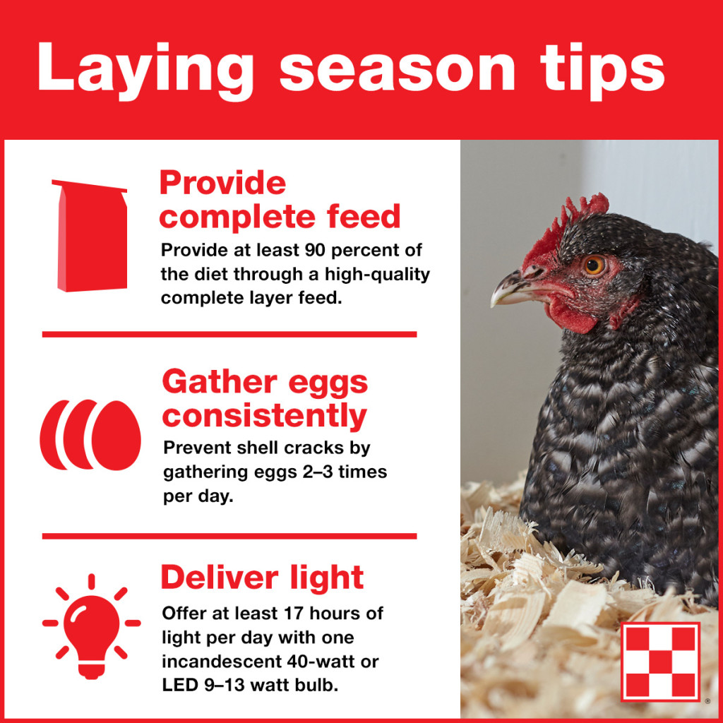 How To Get Your Chickens To Lay Eggs