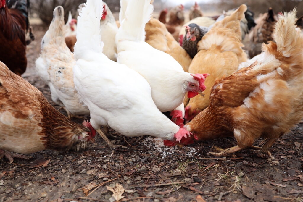 how-to-give-chickens-calcium-for-optimal-chicken-husbandry-chickenpressa