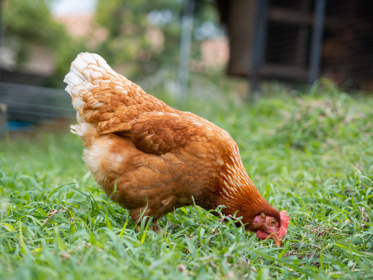 How To Give Chickens Calcium