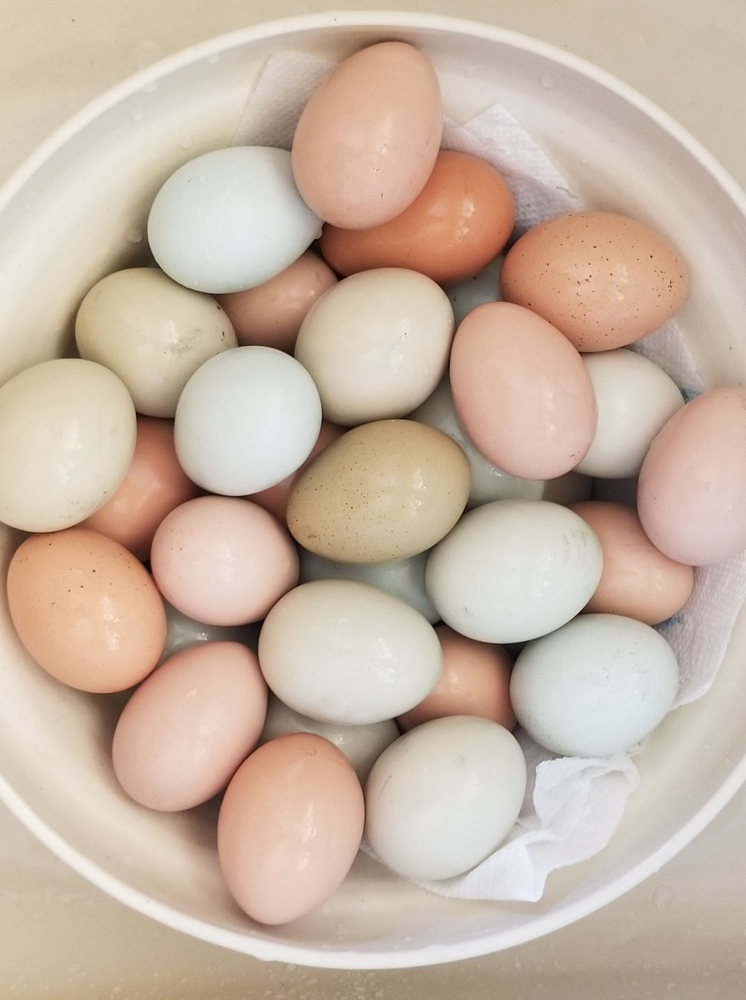 How To Identify Fresh Laid Eggs