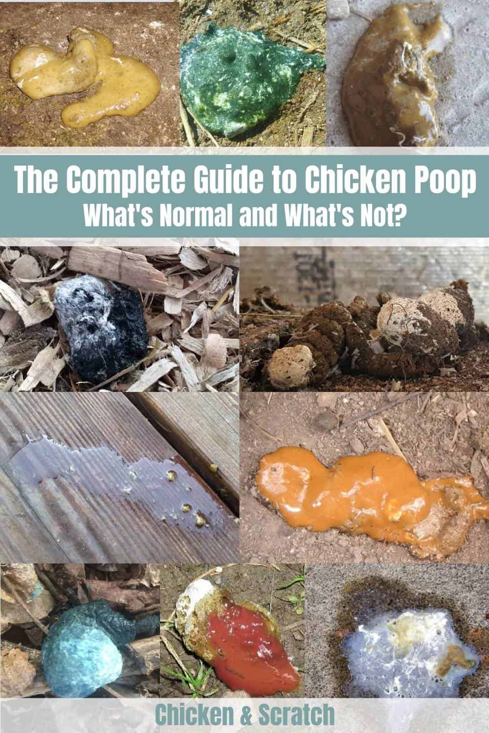 How To Identify Runny Or Watery Poop In Chickens