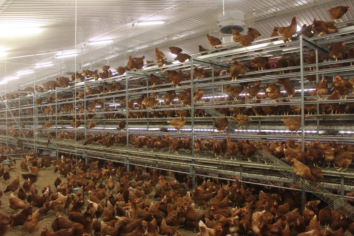 How To Implement Sustainable Chicken Husbandry