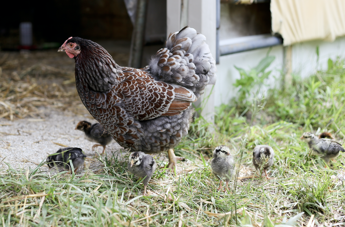 How To Incubate Chicks With A Broody Hen?