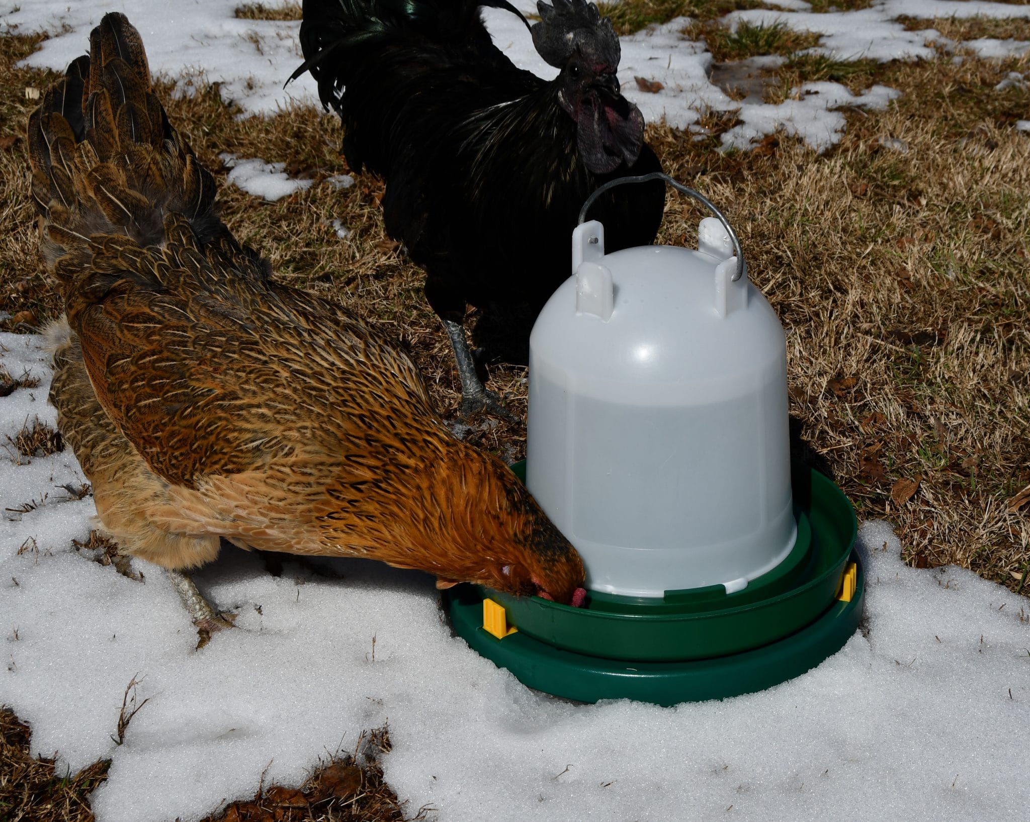 How To Install A Chicken Coop Water Heater