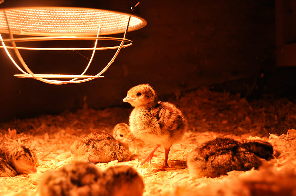 How To Make A Chick Brooder